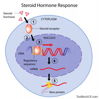 too much steroids, anabolic