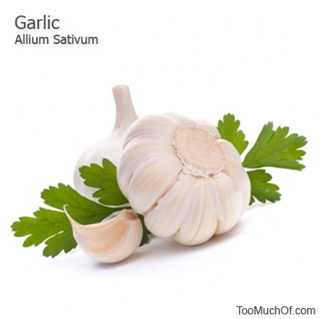 Garlic (Allium Sativum)